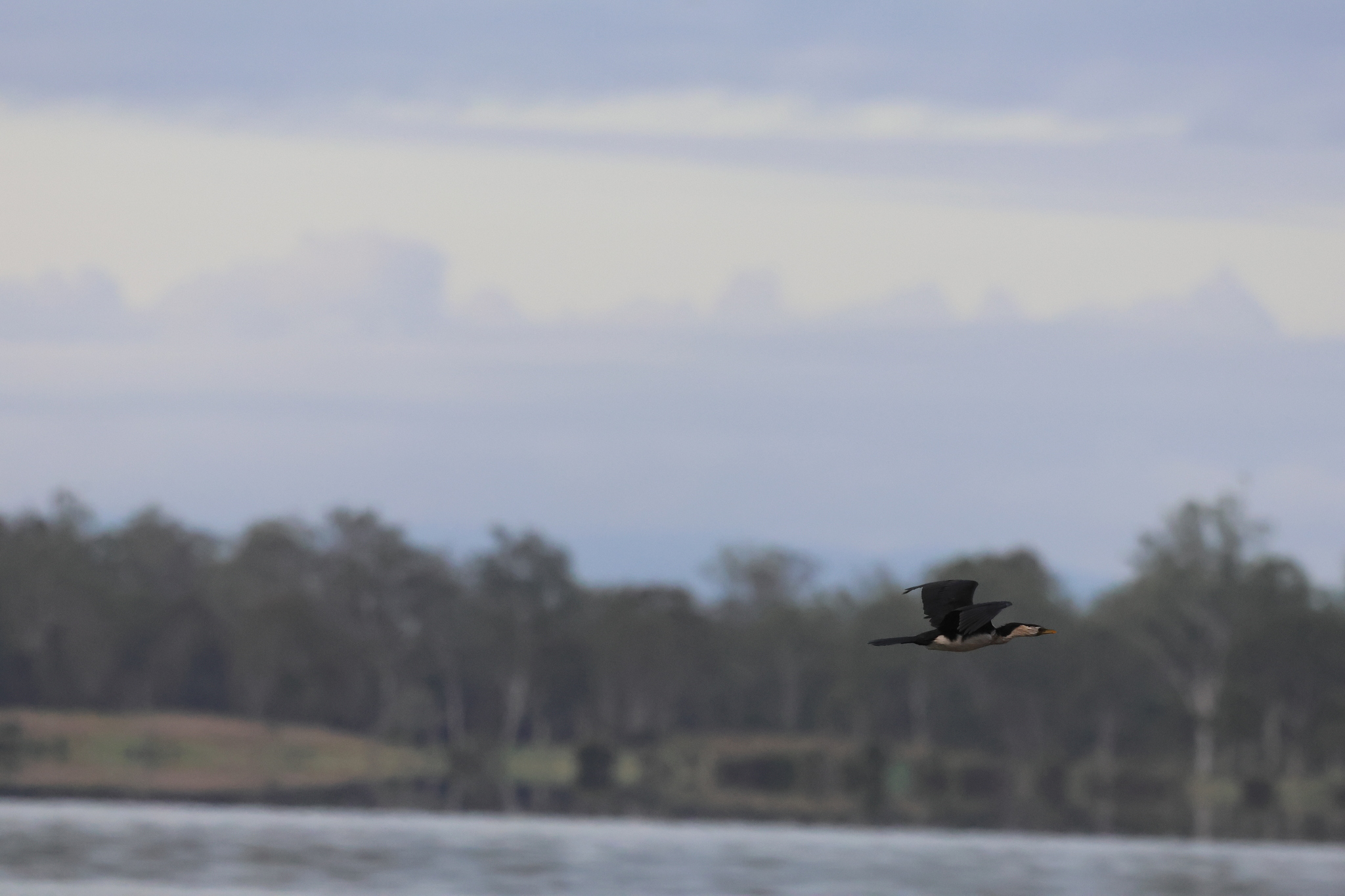 Little Pied Cormorant (Microcarbo melanoleucos)