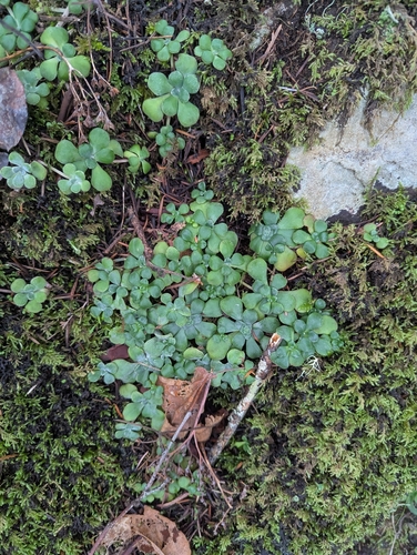 Colorado stonecrop