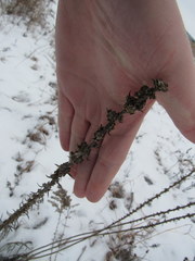 Liatris aspera
