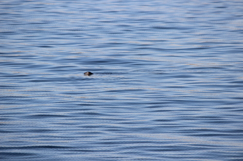 photo of California Sea Lion (Zalophus californianus)