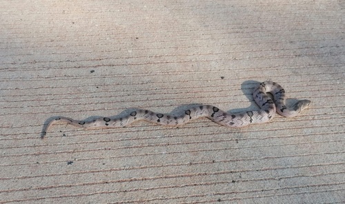Small-banded Kukri Snake