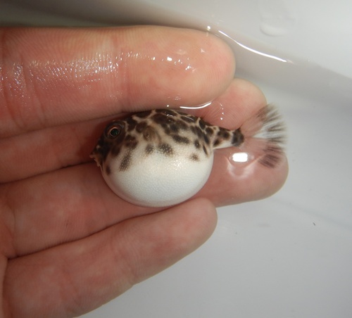 Checkered puffer (Sphoeroides testudineus) — Tetraodontidae — 2