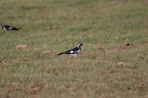 Magpie-lark (Grallina cyanoleuca), photo 1