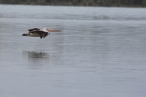 Australian Pelican (Pelecanus conspicillatus), photo 2