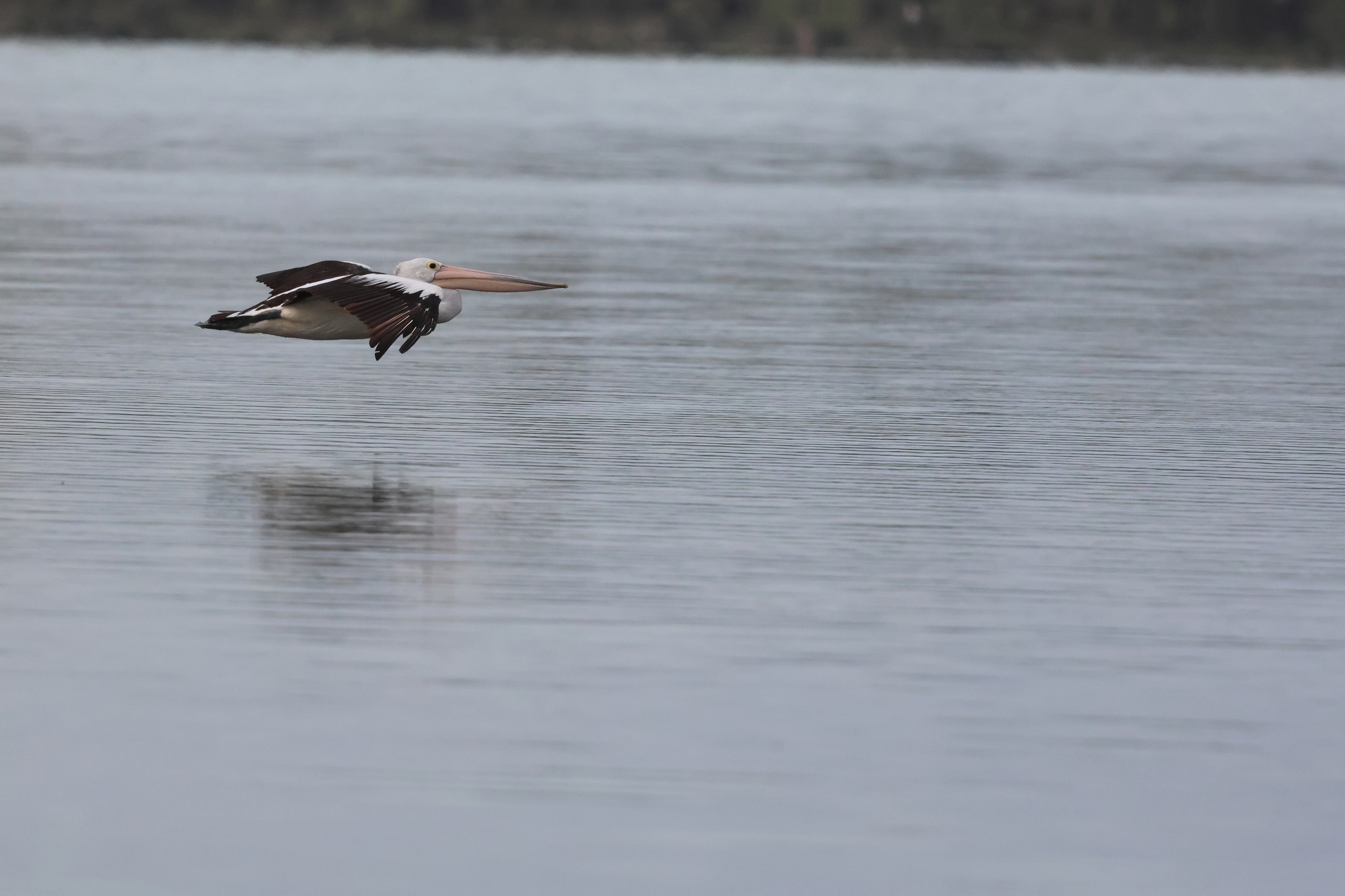Australian Pelican (Pelecanus conspicillatus), photo 2