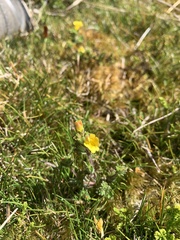 Euphrasia cockayneana