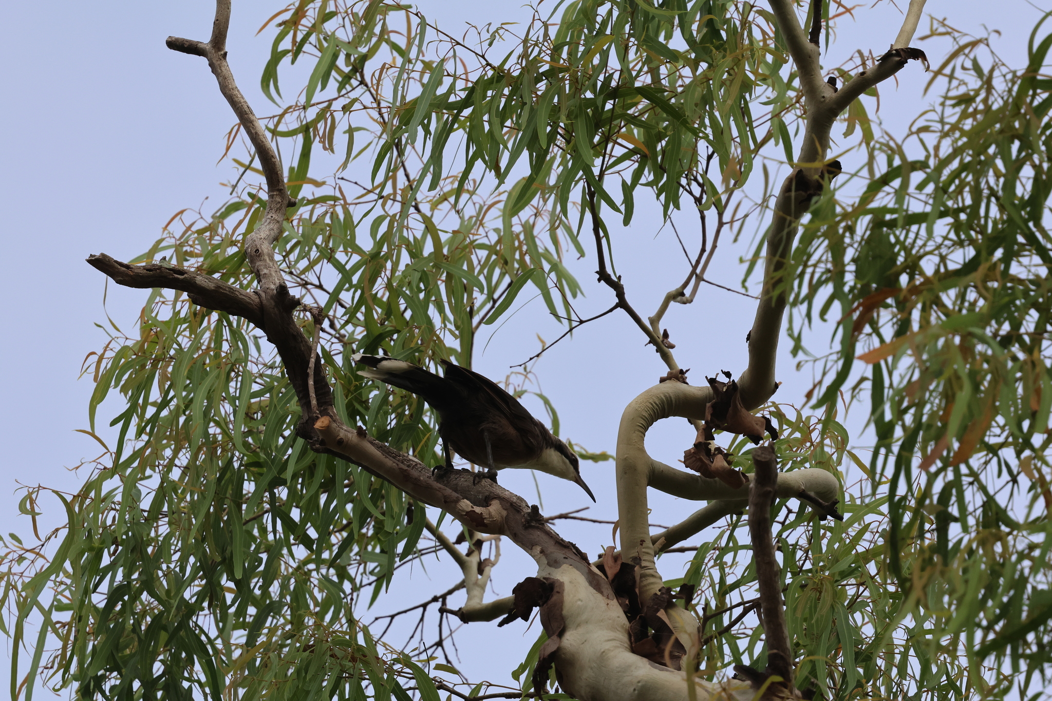 Grey-crowned Babbler (Pomatostomus temporalis), photo 2