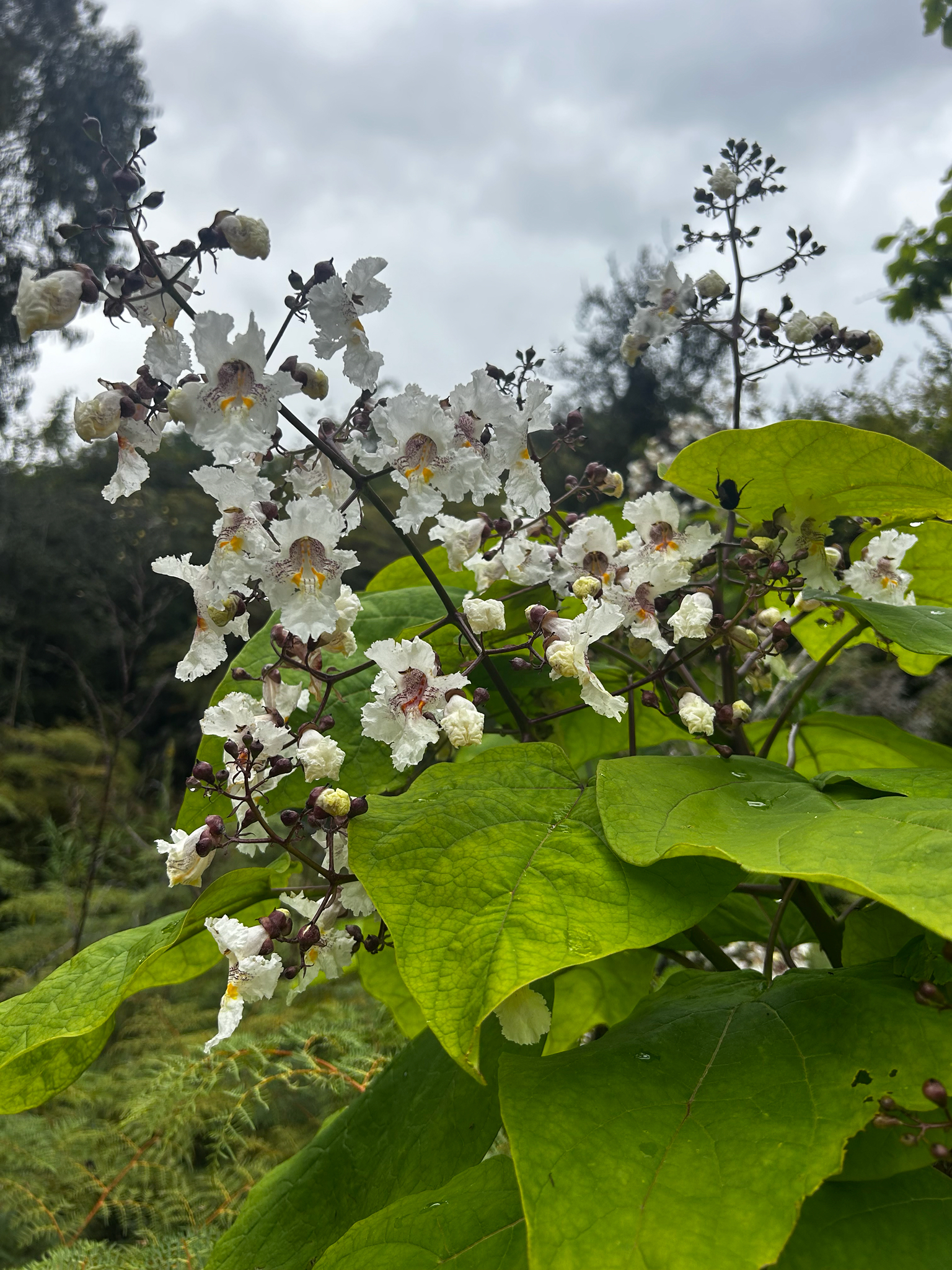 Imagem de catalpa