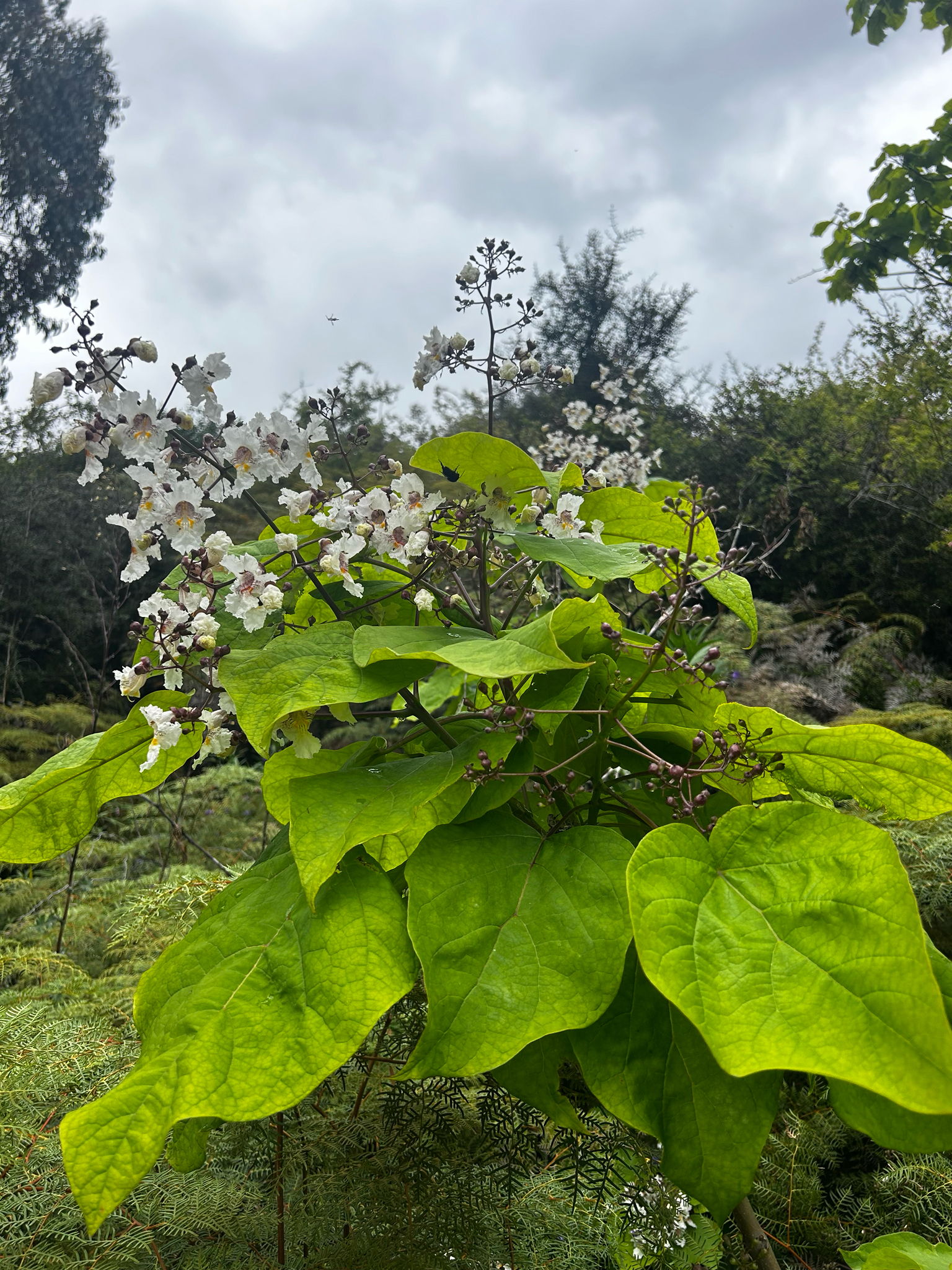 Imagem de catalpa