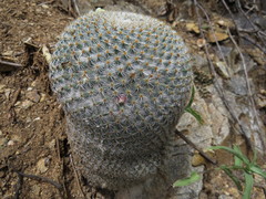 Mammillaria supertexta