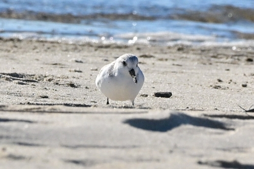Sanderling (Calidris alba), photo 4