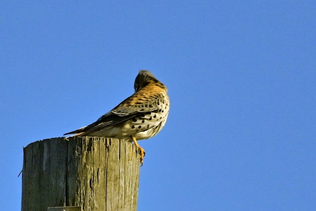 American Kestrel (Falco sparverius), photo 5