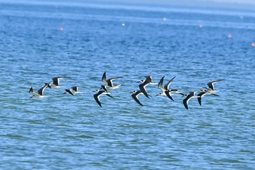 Black Skimmer (Rynchops niger), photo 5