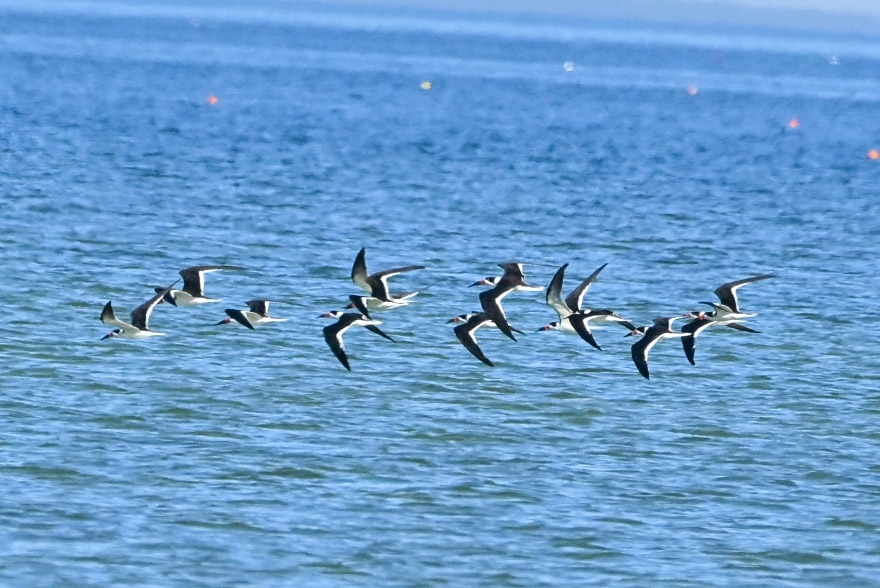 Black Skimmer (Rynchops niger), photo 6