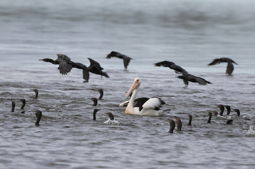 Australian Pelican (Pelecanus conspicillatus), photo 3