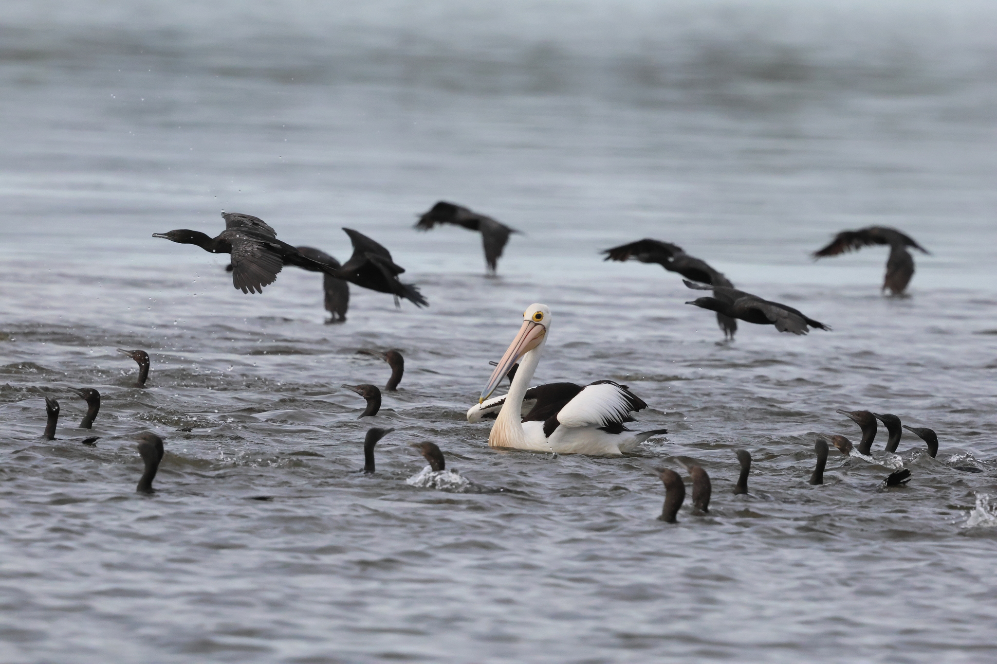 Australian Pelican (Pelecanus conspicillatus), photo 3