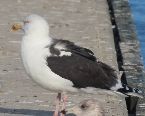 Great Black-backed Gull