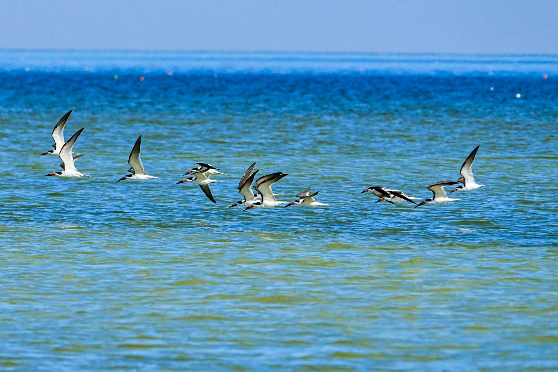 Black Skimmer (Rynchops niger), photo 2