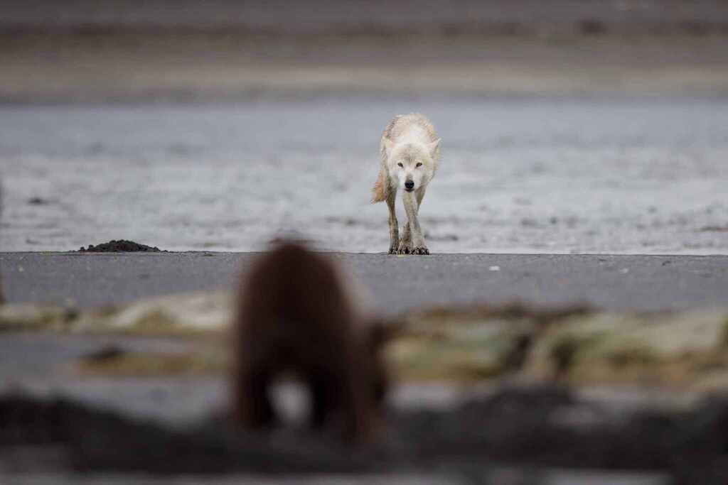 Gray Wolf in July 2023 by nlarghi. Attempted brown bear cub predation ...