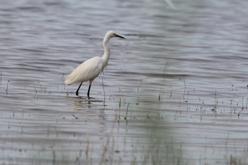 Little Egret (Egretta garzetta), photo 5