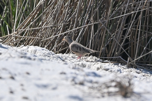 Common Ground Dove (Columbina passerina), photo 4