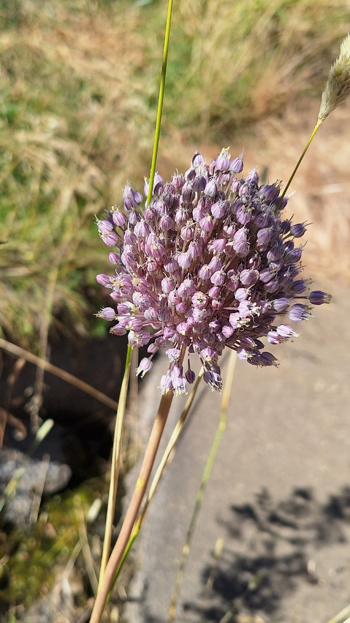 Beispielbild: Lauch (Allium ampeloprasum)
