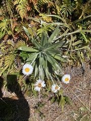 Celmisia semicordata