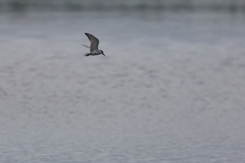 Whiskered Tern (Chlidonias hybrida)
