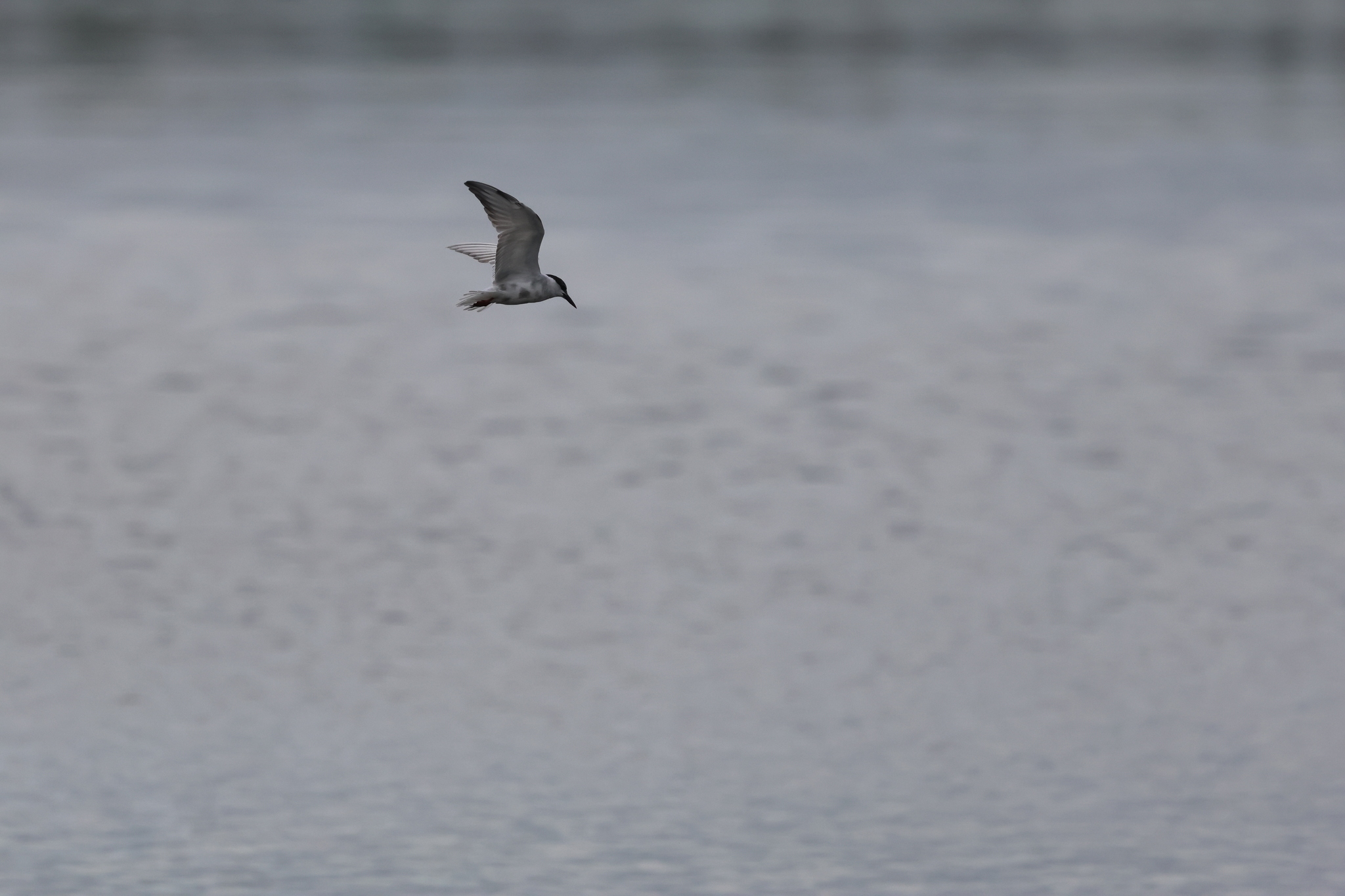 Whiskered Tern (Chlidonias hybrida), photo 1
