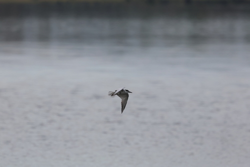 Whiskered Tern (Chlidonias hybrida), photo 10