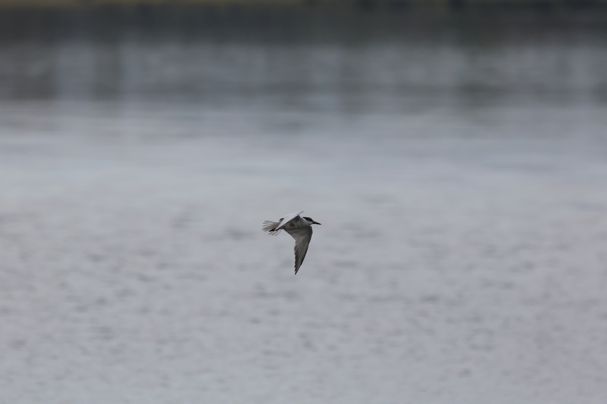 Whiskered Tern (Chlidonias hybrida), photo 10