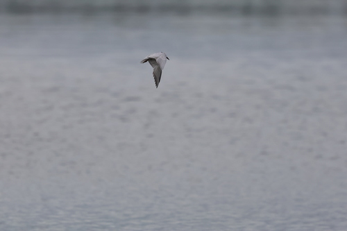 Whiskered Tern (Chlidonias hybrida), photo 9