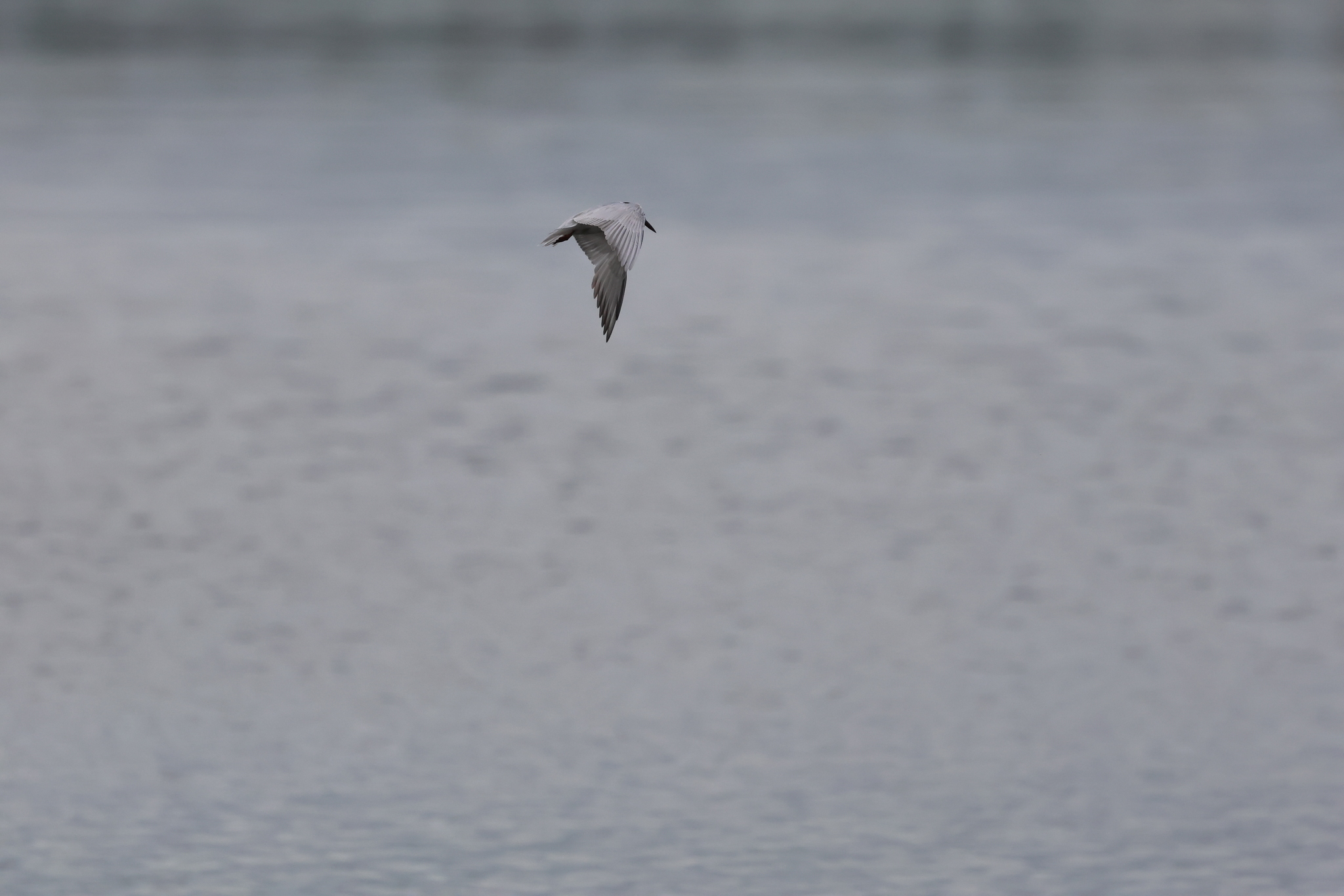 Whiskered Tern (Chlidonias hybrida), photo 9