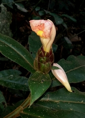Costus acreanus