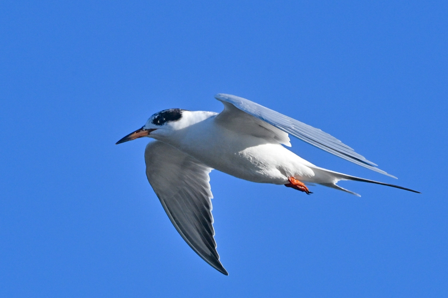 Forster's Tern (Sterna forsteri), photo 5