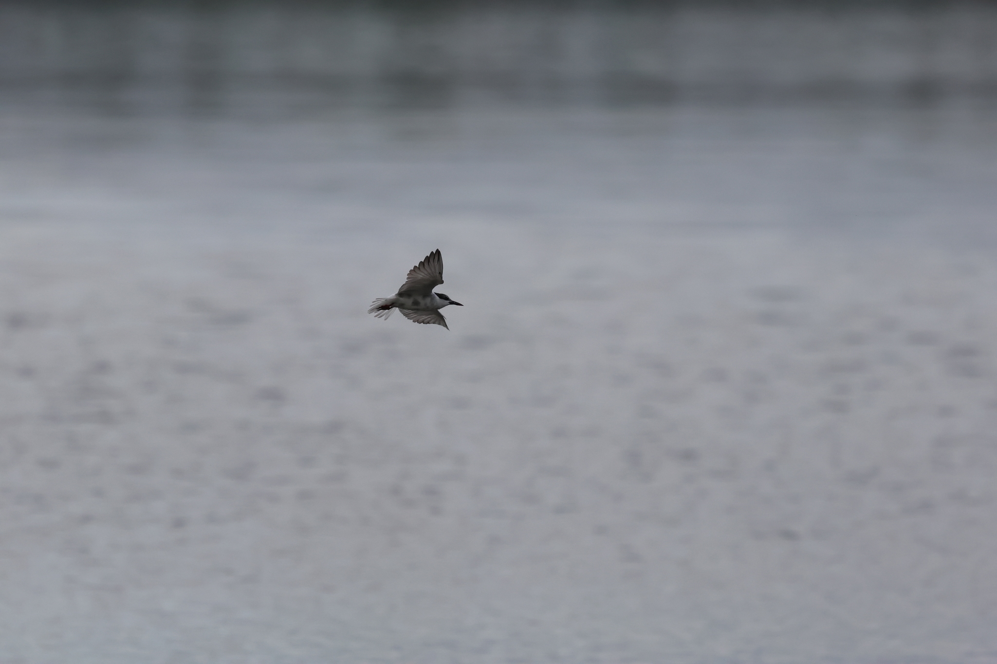 Whiskered Tern (Chlidonias hybrida), photo 2