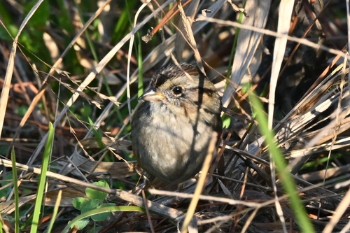 Swamp Sparrow (Melospiza georgiana), photo 6