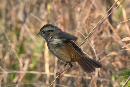 Swamp Sparrow (Melospiza georgiana), photo 8