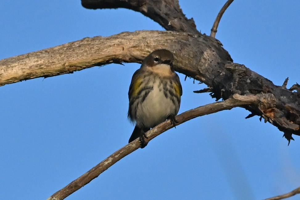 Yellow-rumped Warbler (Setophaga coronata), photo 4