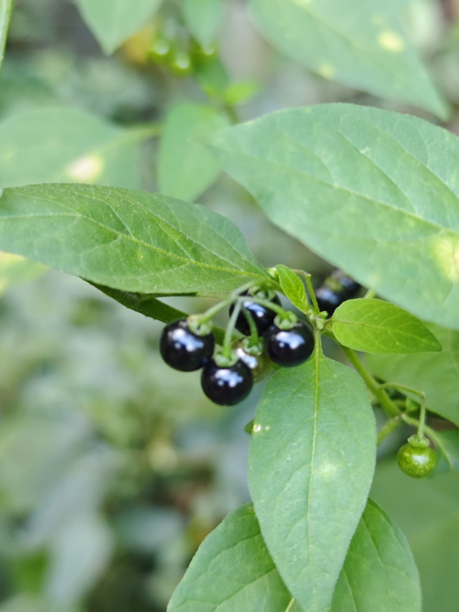 American black nightshade