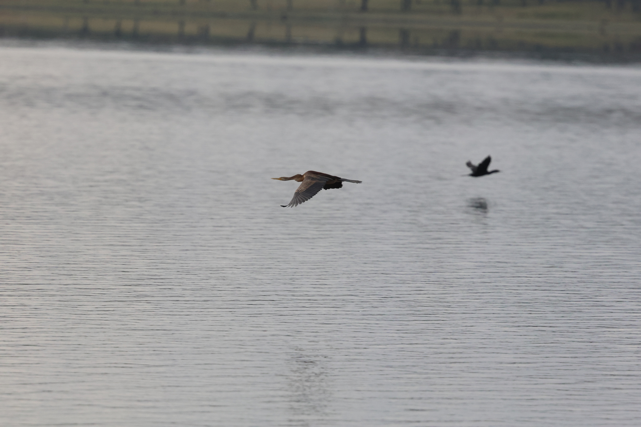 Australasian Darter (Anhinga novaehollandiae), photo 8
