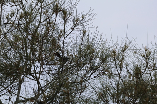 Willie Wagtail (Rhipidura leucophrys), photo 3