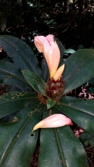 Costus acreanus