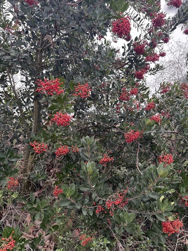 iNaturalist observation photo of Toyon
