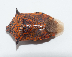 Alcaeorrhynchus phymatophorus