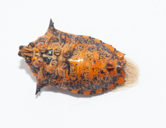 Alcaeorrhynchus phymatophorus