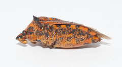 Alcaeorrhynchus phymatophorus