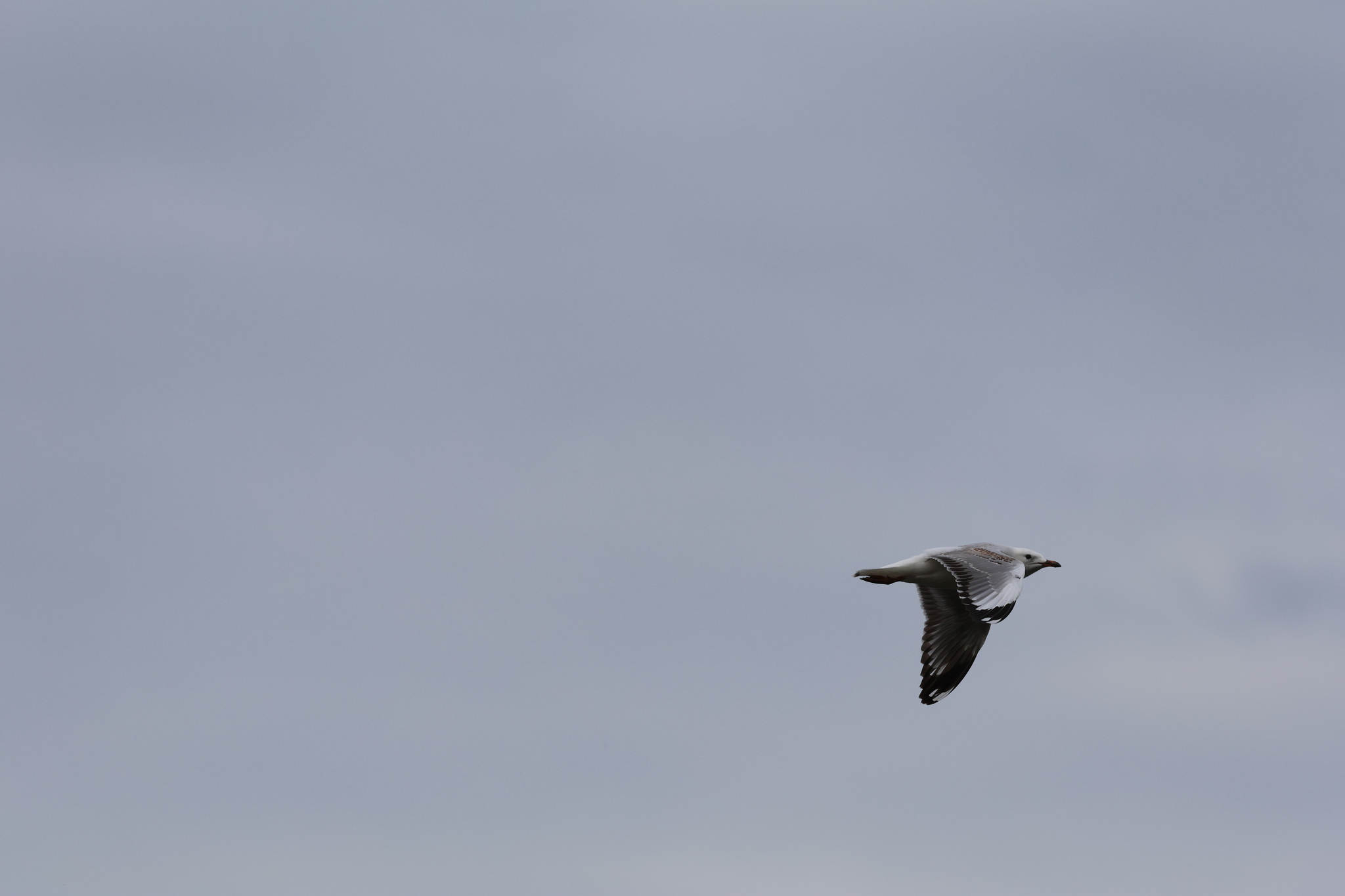 Silver Gull (Chroicocephalus novaehollandiae), photo 9