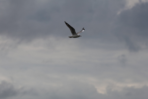 Silver Gull (Chroicocephalus novaehollandiae), photo 7