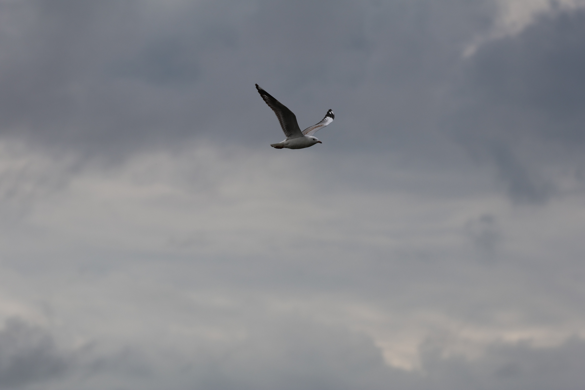 Silver Gull (Chroicocephalus novaehollandiae), photo 10